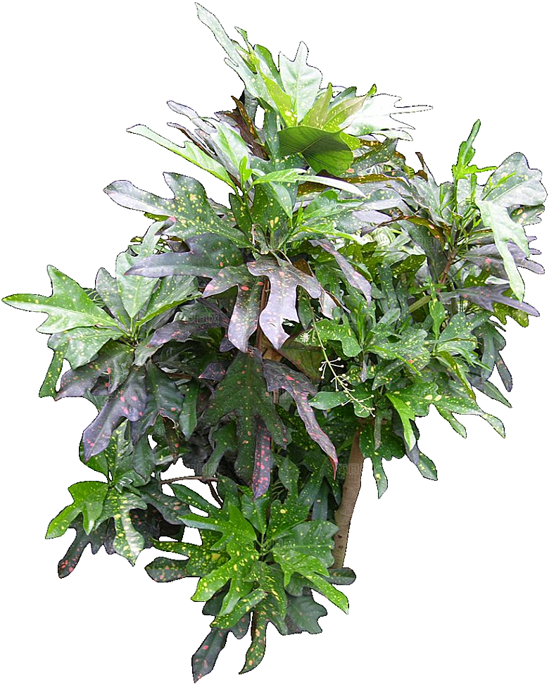 变叶木免抠元素植物素材