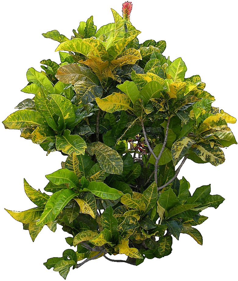变叶木免抠元素植物素材