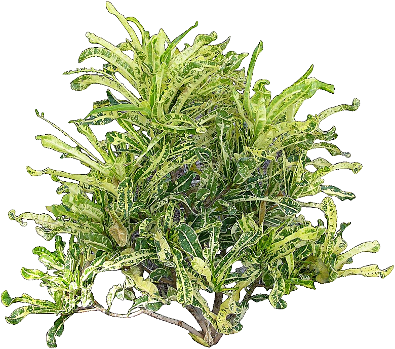变叶木免抠元素植物素材