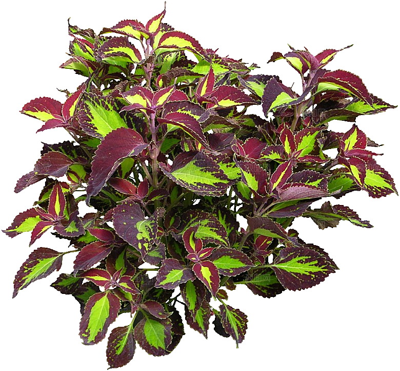 彩叶草植物免抠元素