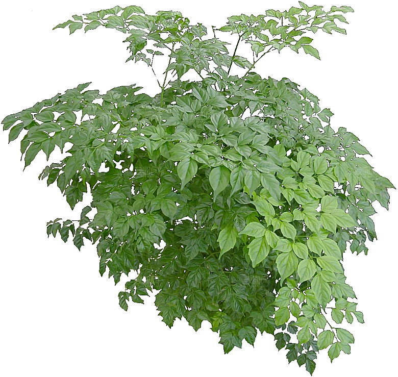 菜豆树png免抠元素