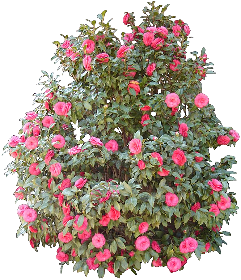 山茶花png免扣元素