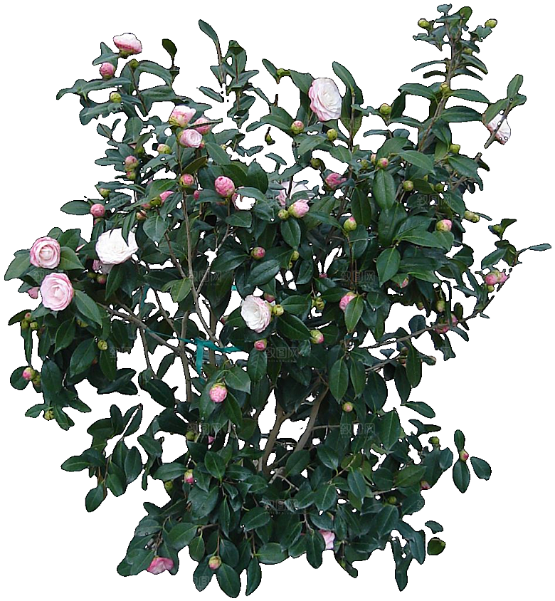 山茶花png免扣元素