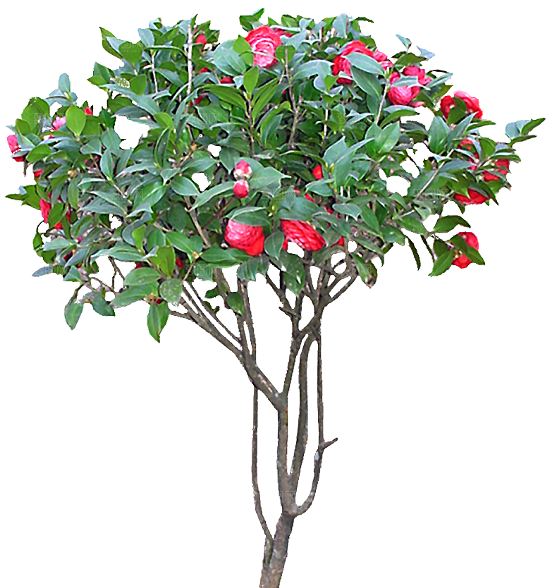 山茶花png免扣元素