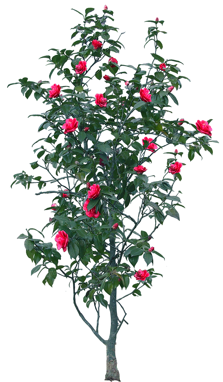 山茶花png花朵免扣元素