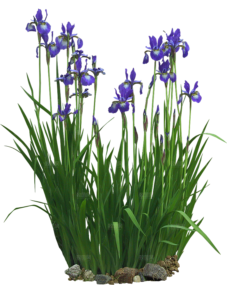菖蒲png免扣元素