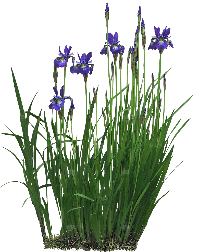 菖蒲png免扣元素