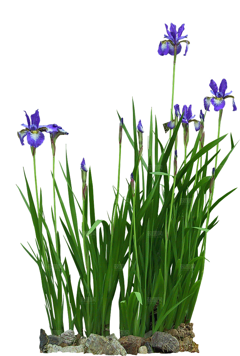 菖蒲png免扣元素