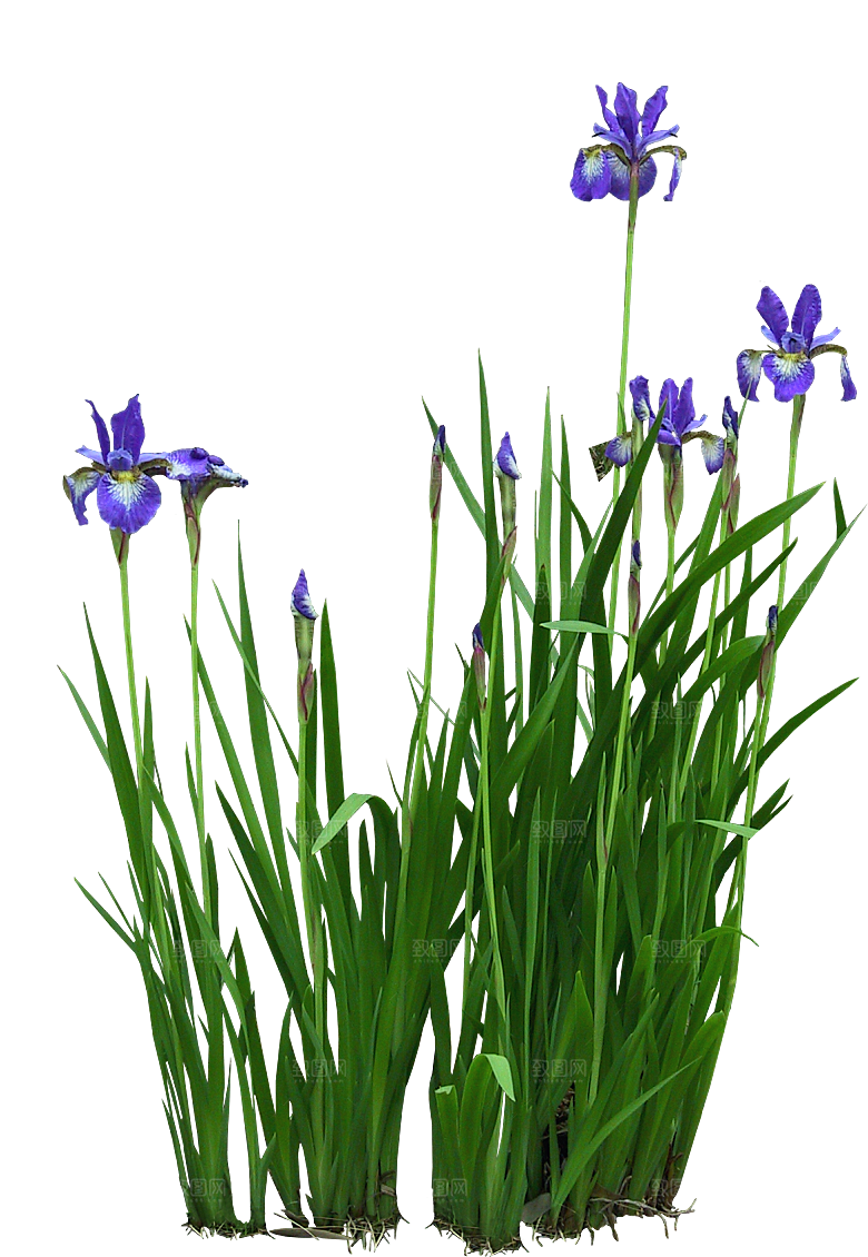 菖蒲png免扣元素