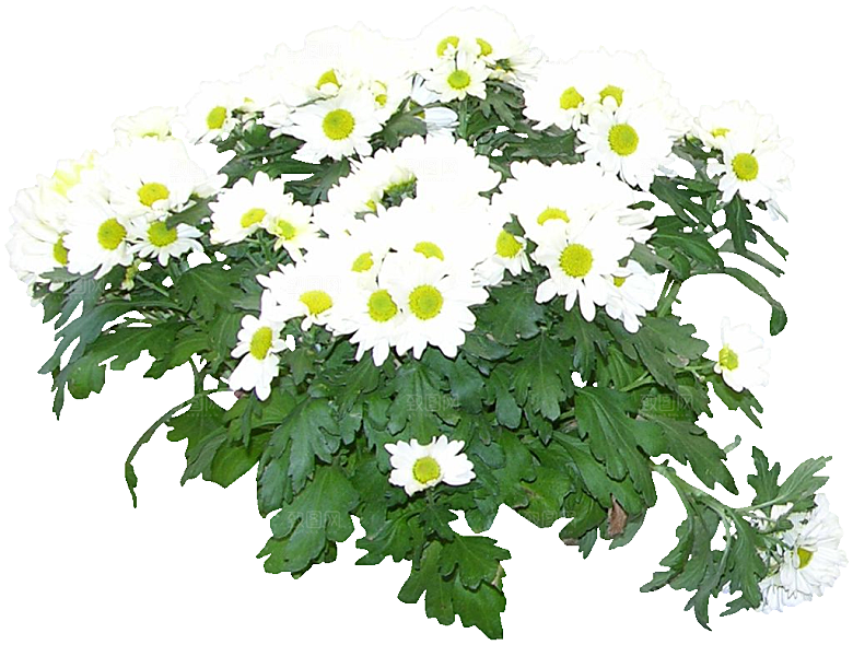 雏菊免扣元素png素材
