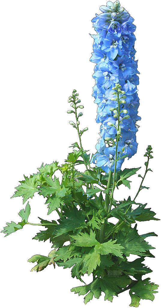 翠雀花png免扣元素
