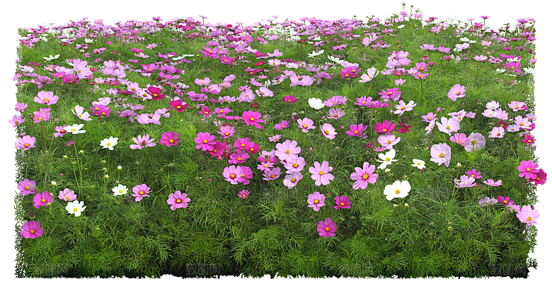 波斯菊png免扣素材
