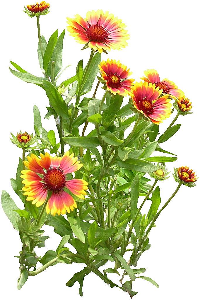 大花天人菊鲜花png素材