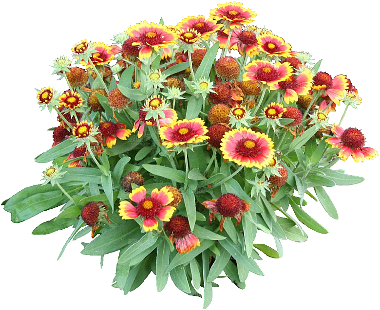 大丽花鲜花png素材