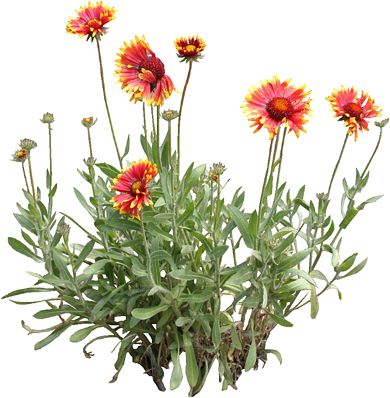 大丽花鲜花png素材