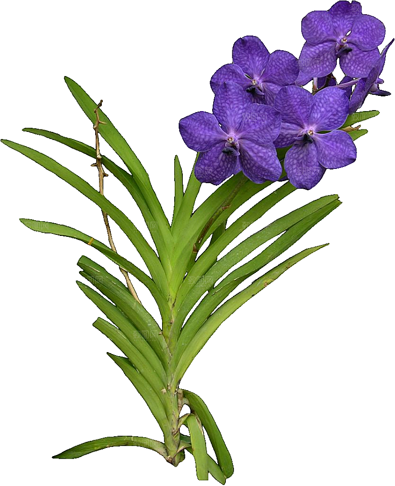 大丽花鲜花png素材