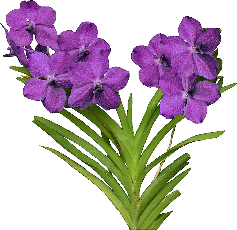 大丽花鲜花png素材