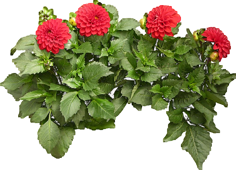 大丽花鲜花png素材