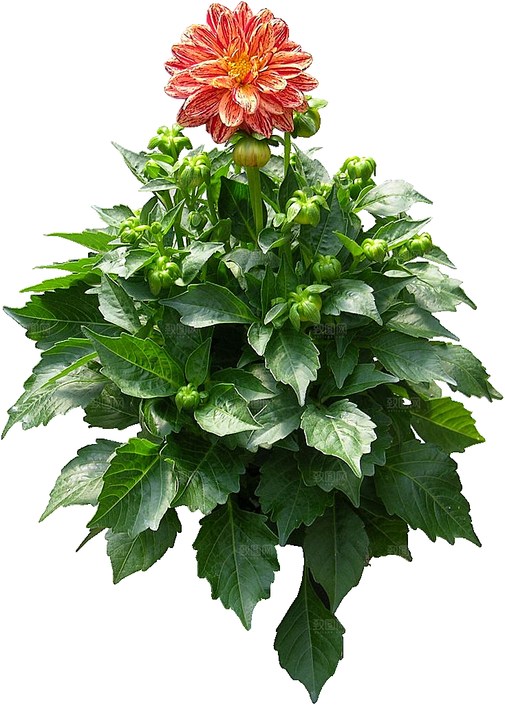 大丽花鲜花png素材