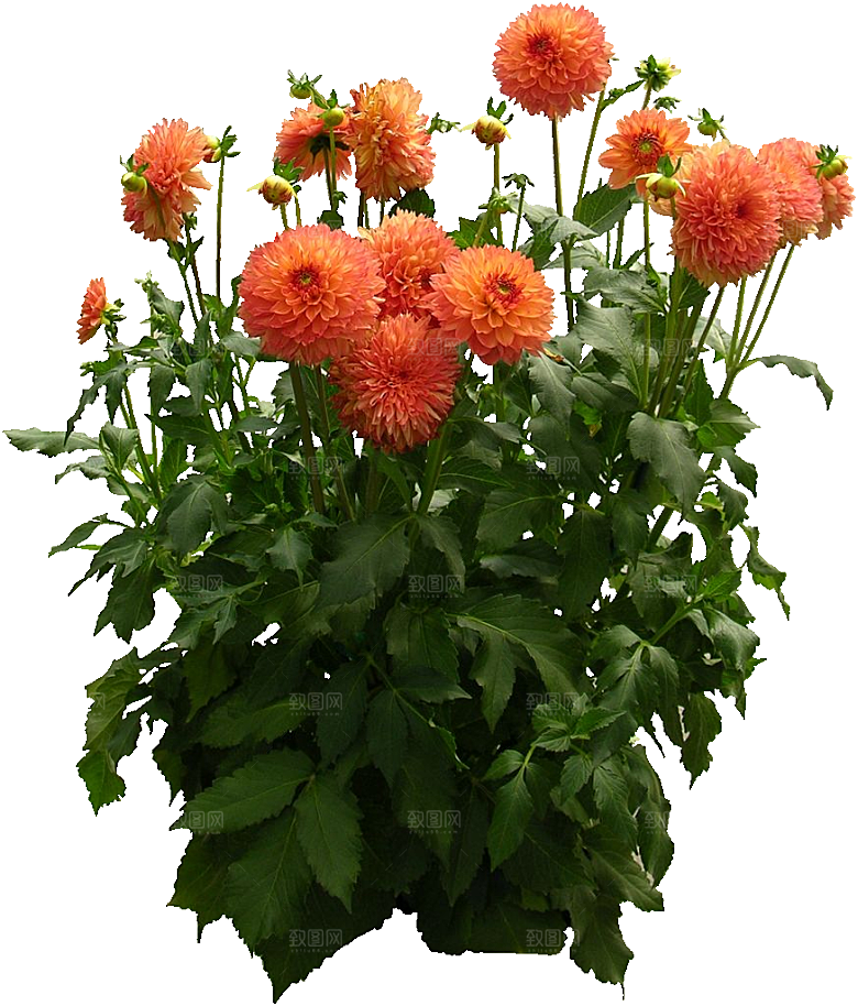 大丽花鲜花png素材