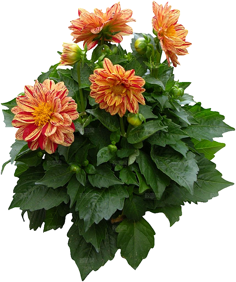 大丽花鲜花png素材
