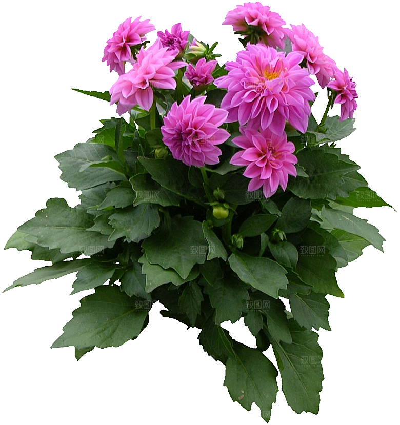 大丽花鲜花png素材