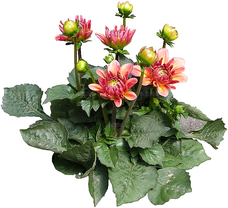 大丽花鲜花png素材