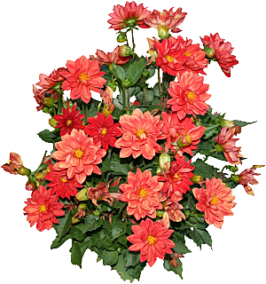 大丽花鲜花png素材