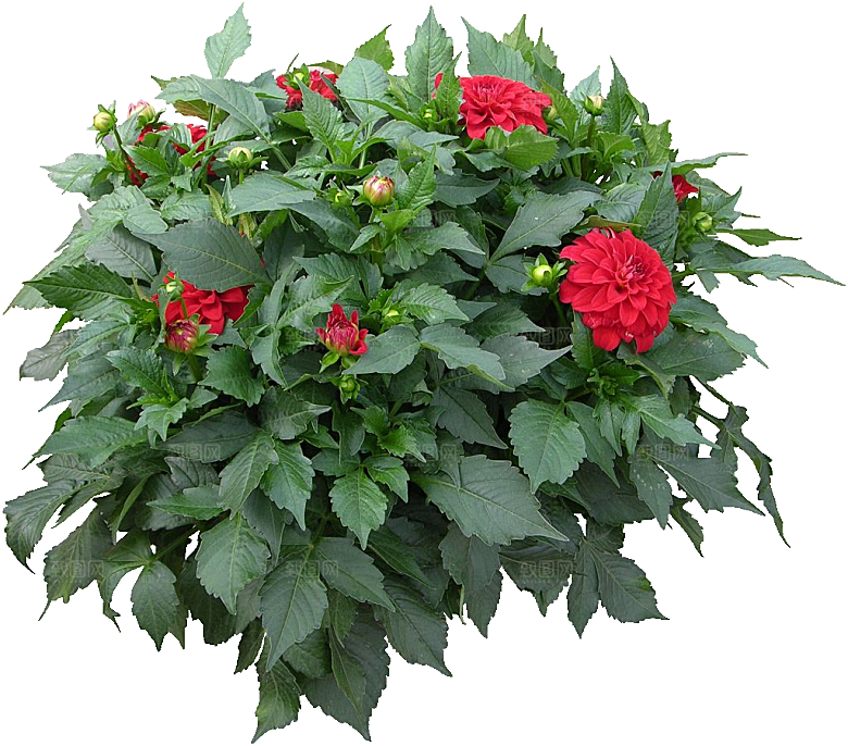 大丽花鲜花png素材