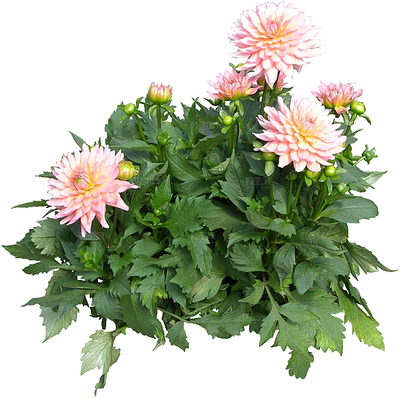 大丽花鲜花png素材