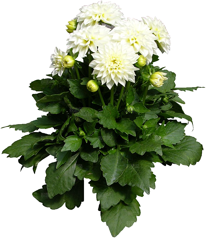 大丽花鲜花png素材