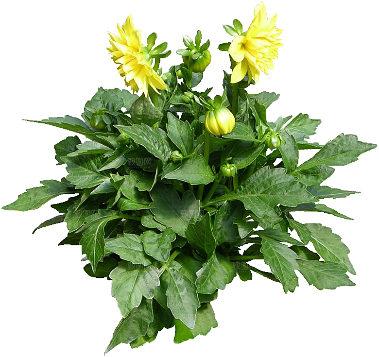 大丽花鲜花png素材