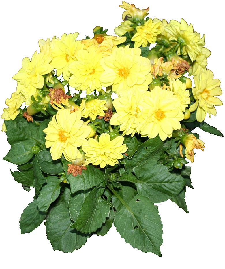 大丽花鲜花png素材