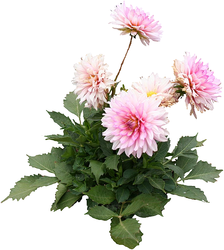 大丽花鲜花png素材