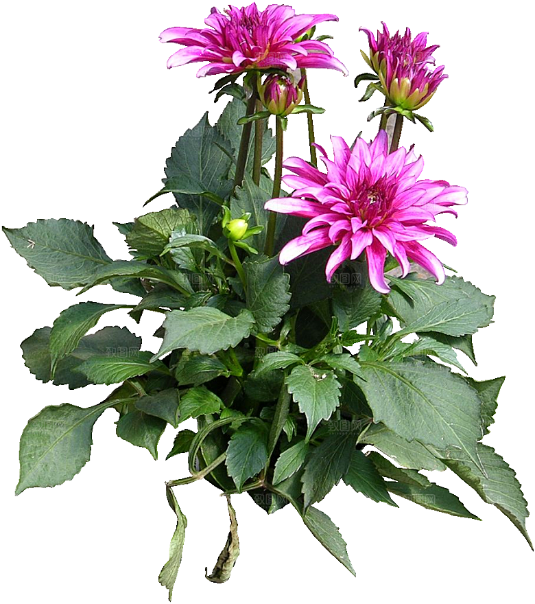 大丽花鲜花png素材