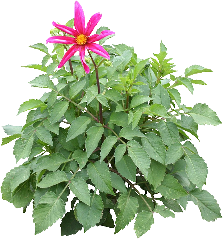 大丽花鲜花png素材