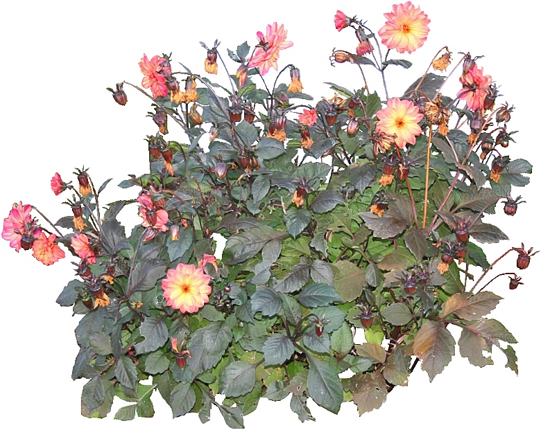 大丽花鲜花png素材