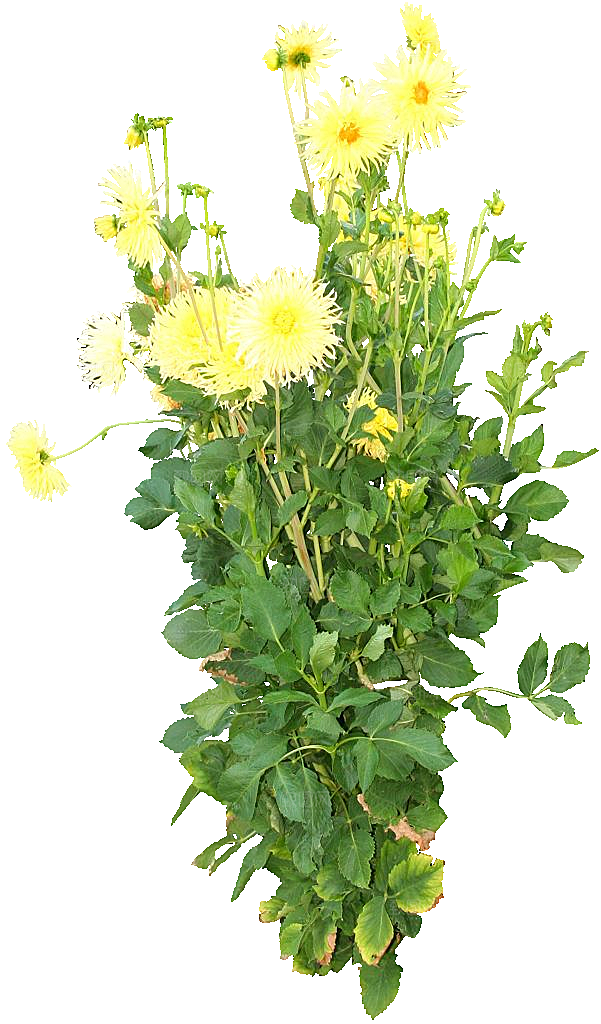 大丽花鲜花png素材
