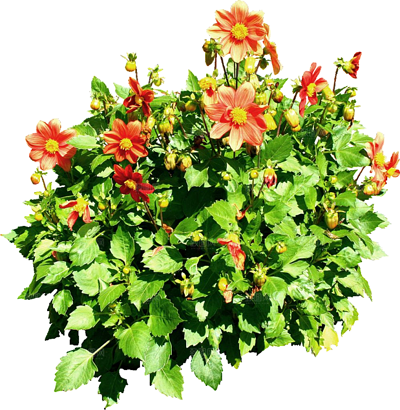 大丽花鲜花png素材