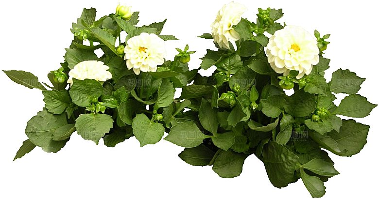 大丽花鲜花png素材