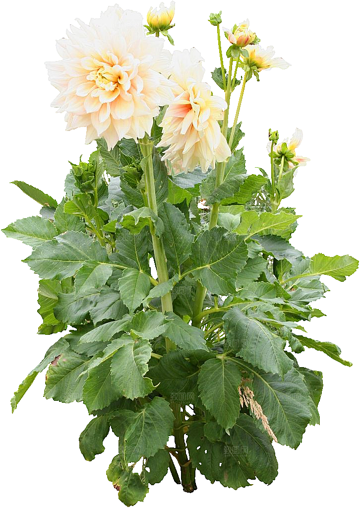 大丽花鲜花png素材
