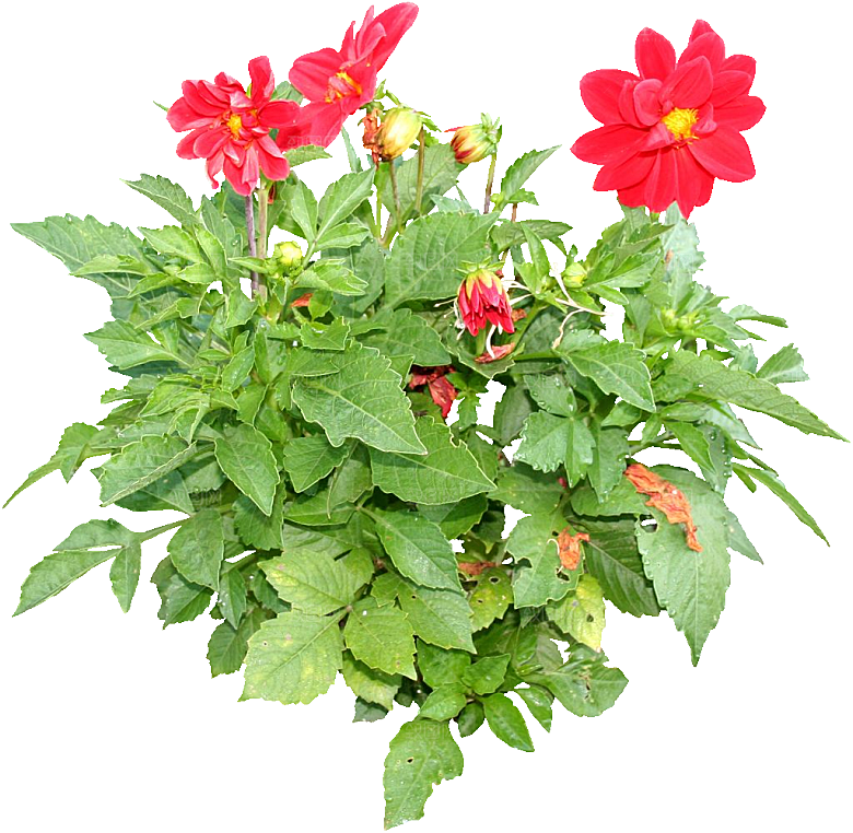 大丽花鲜花png素材