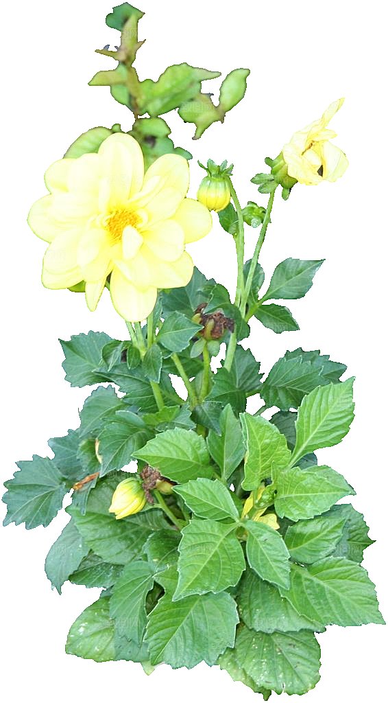 大丽花鲜花png素材