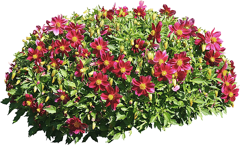 大丽花鲜花png素材