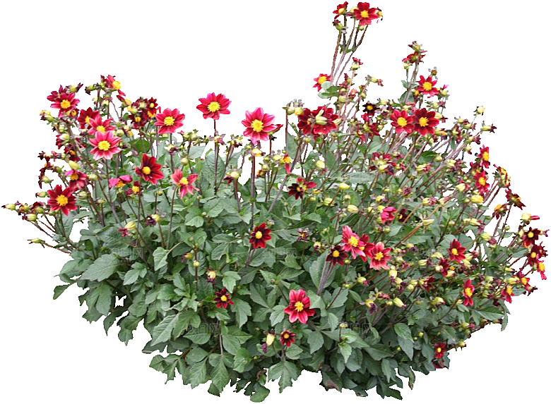 大丽花鲜花png素材