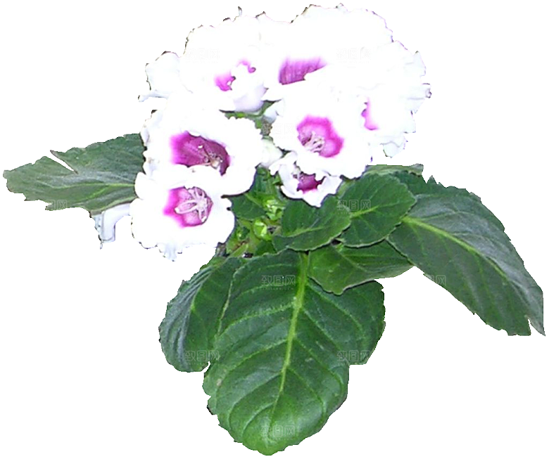 大岩桐免扣元素png素材