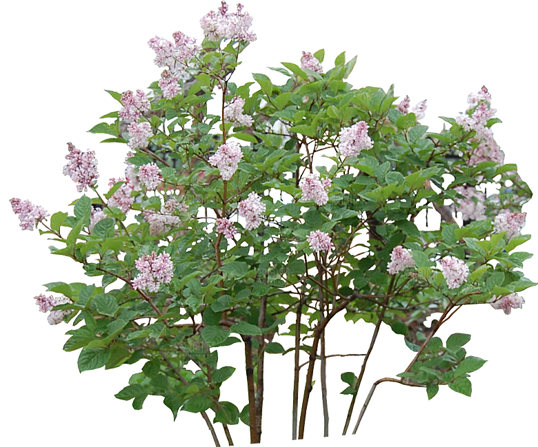 红丁香花卉png素材
