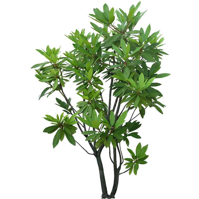 杜鹃花卉盆摘树木png