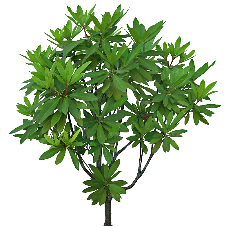 杜鹃花卉盆摘树木png