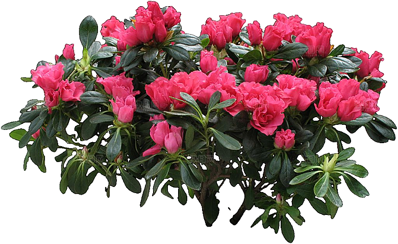 杜鹃花卉盆摘树木png
